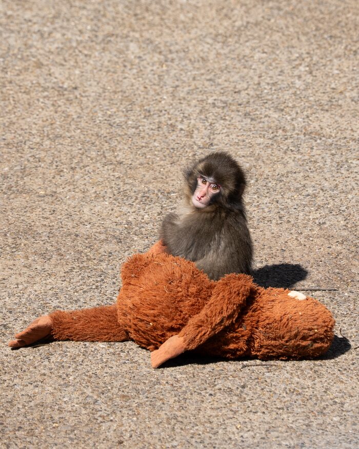 a baby macaque sitting on an orange djungelskog orangutan plush