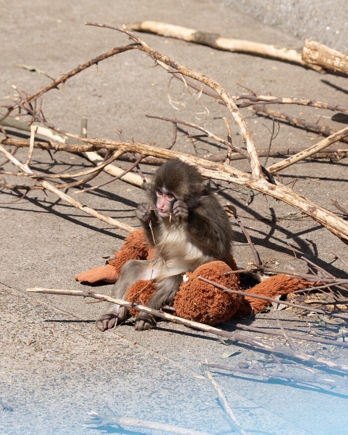 a baby macaque hugging an orange djungelskog orangutan plush among sticks